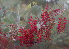 Grevillea wickhamii hispidula