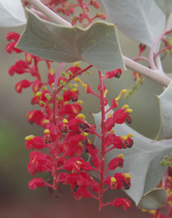 Grevillea wickhamii hispidula