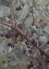 Grevillea wickhamii hispidula