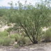 Velvet Mesquite - Photo (c) Anthony Mendoza, some rights reserved (CC BY-NC-SA)