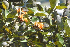 Erythrina fusca