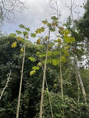 Vasconcellea cauliflora