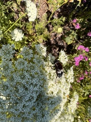 Helophilus cingulatus