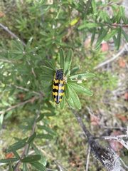 Cyrioides imperialis