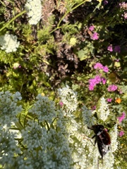 Helophilus cingulatus