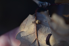 Neuroterus anthracinus