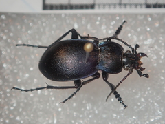 Carabus convexus