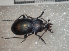 Carabus convexus