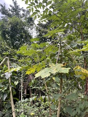 Vasconcellea cauliflora