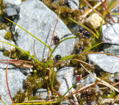 Juncus novae-zelandiae