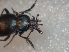 Carabus convexus