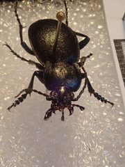 Carabus convexus