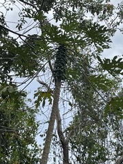 Vasconcellea cauliflora