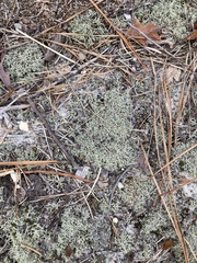Cladonia dimorphoclada