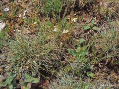 Festuca rivas-martinezii