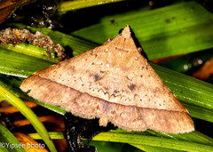 Hypospila bolinoides