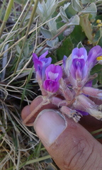 Astragalus shortianus