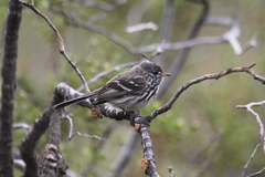 Anairetes flavirostris