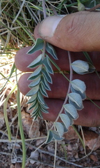 Astragalus shortianus