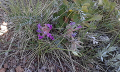 Astragalus shortianus