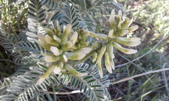 Astragalus drummondii