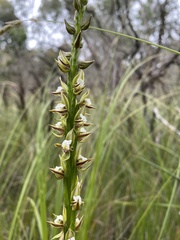Prasophyllum australe