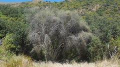 Olearia lineata