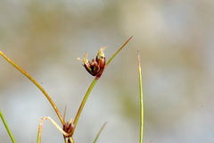 Juncus novae-zelandiae