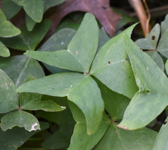 Oxalis intermedia