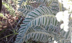 Astragalus drummondii