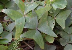 Oxalis intermedia