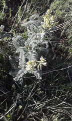 Astragalus drummondii