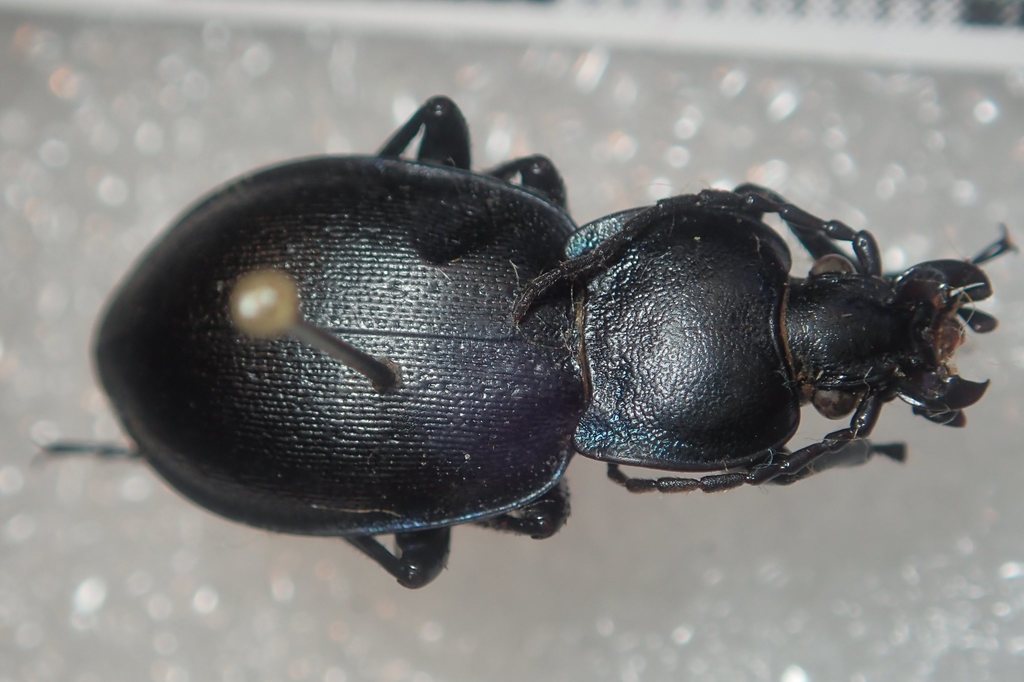 Carabus convexus
