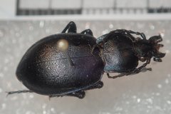 Carabus convexus convexus