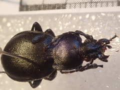 Carabus convexus convexus