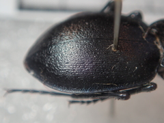 Carabus convexus convexus