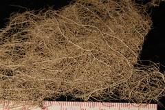 Usnea cavernosa