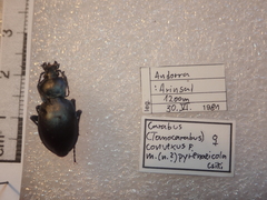 Carabus convexus convexus