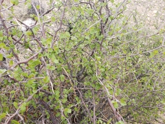 Prunus fremontii