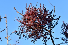 Aceria pistaciae