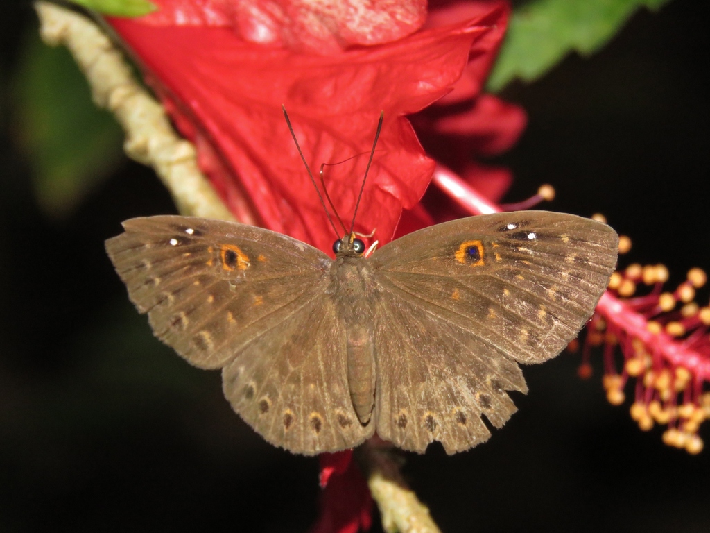 Dardus Underleaf Butterfly