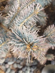 Rhizosphaera kalkhoffii