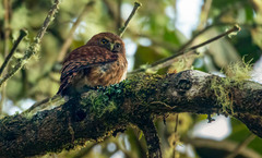 Glaucidium jardinii