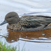 Andean Teal - Photo (c) David Monroy R, some rights reserved (CC BY-NC), uploaded by David Monroy R