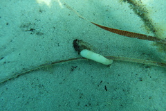 Sepioteuthis australis