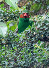 Chlorornis riefferii