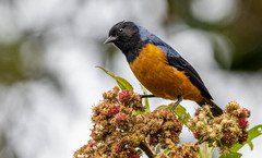 Conirostrum sitticolor