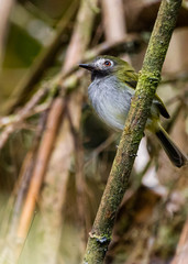 Hemitriccus granadensis