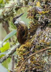 Pseudocolaptes boissonneautii