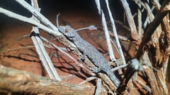 Strophurus intermedius